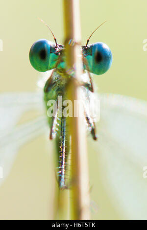 Occhi di smeraldo, Damselfly Lestes sponsa. Hampshire, Regno Unito. Agosto. Foto Stock