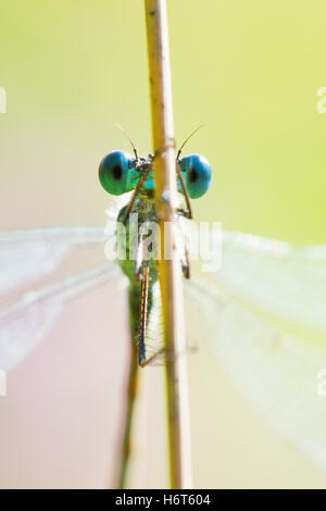 Occhi di smeraldo, Damselfly Lestes sponsa. Hampshire, Regno Unito. Agosto. Foto Stock