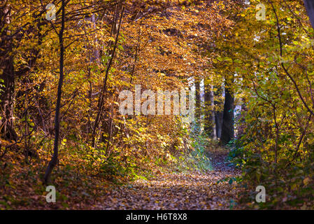 Il fogliame di autunno in giallo, rosso e marrone riempie un percorso attraverso i boschi Foto Stock
