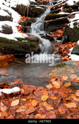 Foglia, inverno, la neve, coke, cocaina, materiale, farmaco anestetico, coinvolgente farmaco, Foto Stock