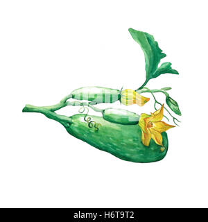 Composizione fresco intero (Zucchine Zucchine, midollo) e fiori di zucca. Disegnata a mano di pittura ad acquerello su sfondo bianco. Foto Stock