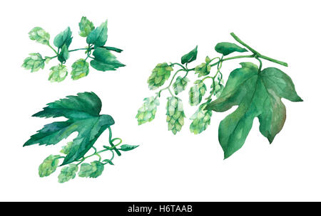 Impostare il ramo verde il luppolo. Illustrazione ad acquerello su sfondo bianco. Foto Stock
