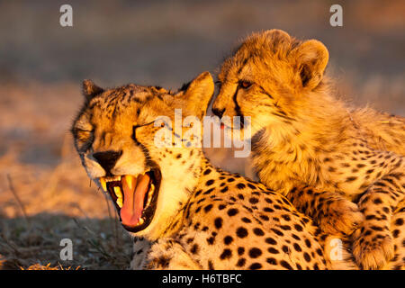 Giovani ghepardo (Acinonyx jubatus) cheetah madre in abendlich Foto Stock