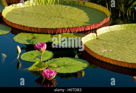 Bella blu beauteously bel parco di foglie di piante e fiori bloom blossom fiorire fiorente lily estate summerly galleggiante di riflessione Foto Stock