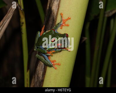 Frog red-eyed raganella (Agalychnis Callidryas). Costa Rica Foto Stock