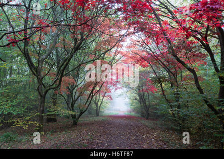 Alice Holt Forest - Spettacolare Autunno colori (colori) nel bosco in Hampshire, Inghilterra Foto Stock