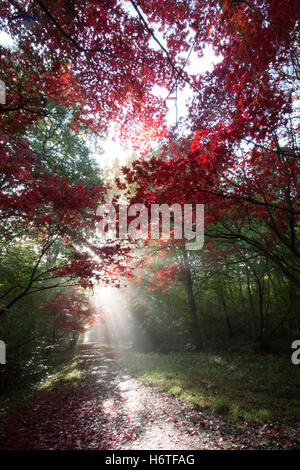 Alice Holt Forest - Spettacolare Autunno colori (colori) nel bosco in Hampshire, Inghilterra con raggi di sole che splende attraverso alberi di acero Foto Stock