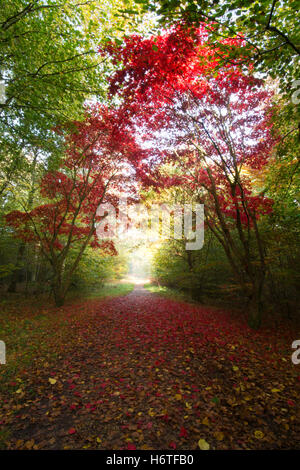 Alice Holt Forest - Spettacolare Autunno colori (colori) nel bosco in Hampshire, Inghilterra Foto Stock