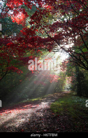 Alice Holt Forest - Spettacolare Autunno colori (colori) nel bosco in Hampshire, Inghilterra con raggi di sole che splende attraverso alberi di acero Foto Stock