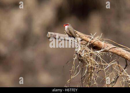 Waxbill comune Estrilda astrild "St Helena waxbill" su un ramo dal fiume, Laikipia Kenya Africa Foto Stock