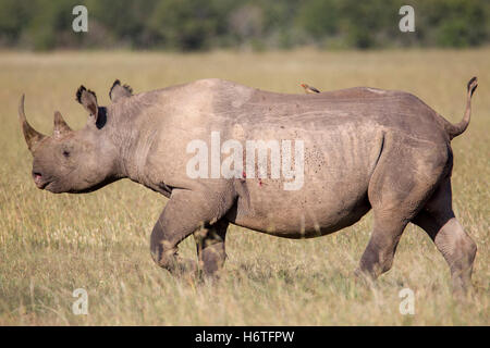 Rinoceronte nero o gancio a labbro Diceros rinoceronte simum a piedi nella prateria , vista laterale vicino, Laikipia Kenya Africa Foto Stock