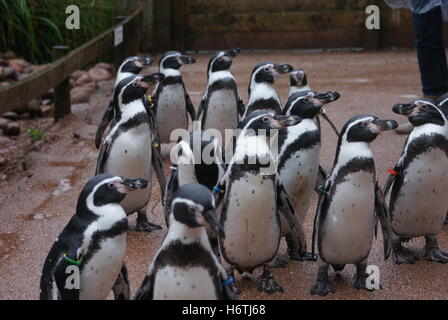 Bird, nero, swarthy, jetblack, nero profondo, penguin, bianco, blu, ordine, vita, Foto Stock