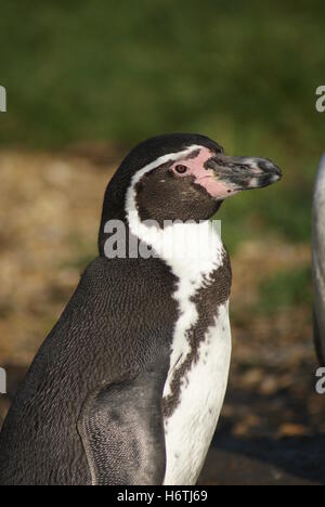 Bird, nero, swarthy, jetblack, nero profondo, penguin, bianco, blu, ordine, vita, Foto Stock
