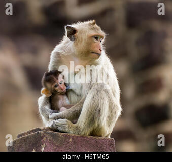 Amicizia animale femmina mammifero Africa selvaggia Pelliccia di scimmia sguardo sguardo vedi vista guardando peeking guardando peloso piccolo orizzontale Foto Stock