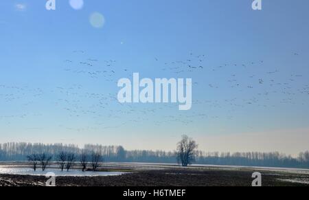 Oche selvatiche in trimestri invernali Foto Stock