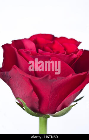 Rose rosse Foto Stock