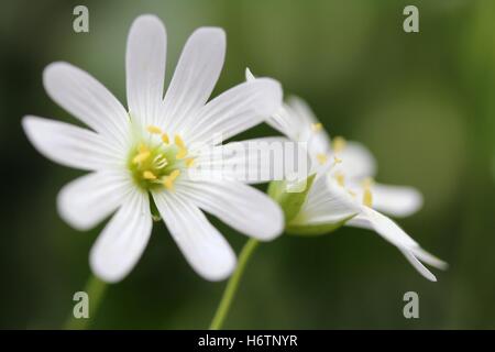 Grandi sternmiere / stellaria holostea Foto Stock