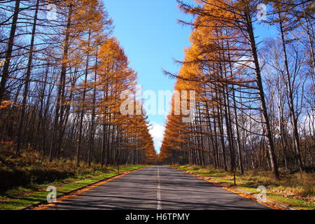 foreste di alberi Foto Stock