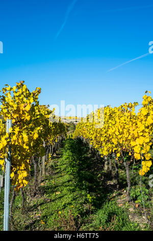 Vigneti in autunno, regione di Pfalz, Germania Foto Stock
