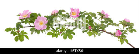 Macro di foglia di close-up di ammissione macro vista ravvicinata di piante e fiori flora rose ramo bud petalo sviluppato natura rosa bianco in radica Foto Stock