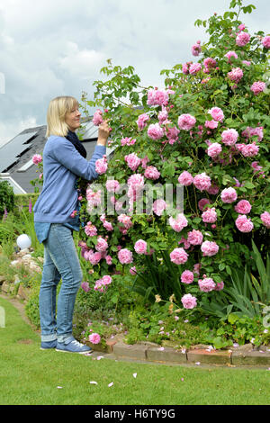 Donna fiore giardino rose impianto recupero giardini mazzo di rose spa benessere donna Rosa Blu fiore giardino di piante di rose estate Foto Stock