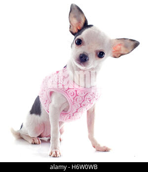 Cucciolo di cane vestito clad giovani giovani beauteously bello bello pet animale piccolo piccolo breve studio one mettere seduta sit Foto Stock