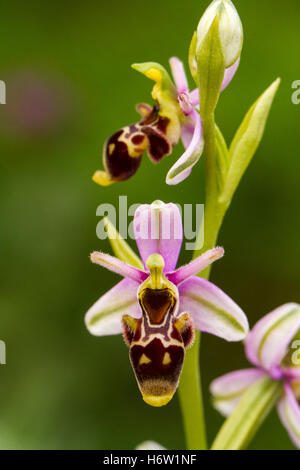 Chiudere beauteously bella bella macro close-up di ammissione macro close up visualizza il colore di piante e fiori bloom blossom prosperare Foto Stock