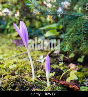 Piante e fiori bloom blossom fiorire fioritura viola autunno timeless velenosi tossici autunno autunno giftpflanze colchicum Foto Stock