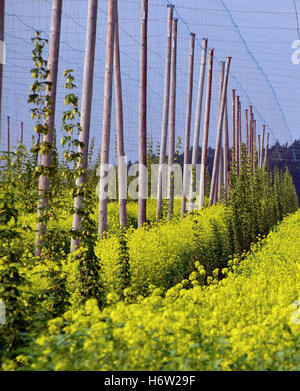 Il luppolo e i semi di ravizzone Foto Stock