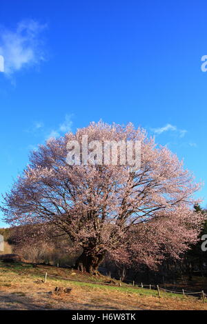 foreste di alberi Foto Stock