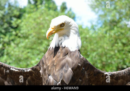 Bird nero jetblack swarthy nero profondo usa america becco aquila calva blu predator closeup american emblema uccello selvatico organo occhio Foto Stock