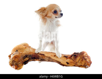 Grande grande enorme extreme potente imponente immenso pertinenti in gran parte Puppy Dog osso mangiare mangiare mangia bella beauteously nice Foto Stock