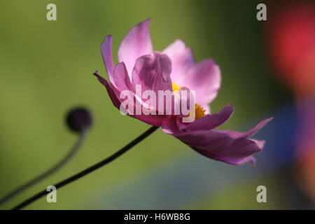 Anemone giapponese Foto Stock