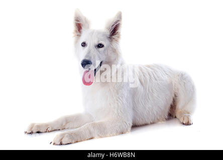 Animale cane pastore svizzero isolato bianco animali domestici studio cucciolo adulti adulti giovani più giovane pastore svizzero tedesco tedesco di cultura Foto Stock