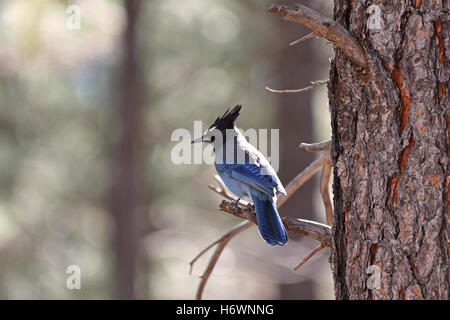 Steller Jay arroccato su Ponderosa Pine ramo dell'albero. Foto Stock