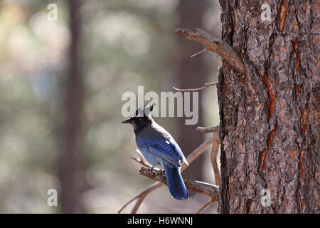 Steller Jay arroccato su Ponderosa Pine ramo dell'albero. Foto Stock