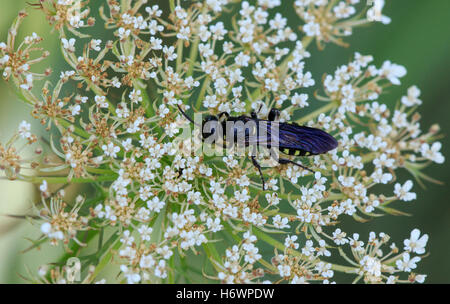 Wasp (Myzinum sp.) e regina Anna Fiore di pizzo. Foto Stock