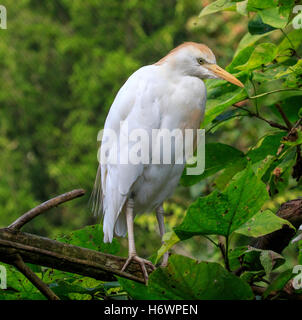 Airone guardabuoi su tree (Bubulcus ibis) Foto Stock