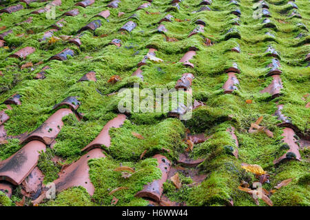 Verde muschio cresce su casa tegole del tetto Foto Stock