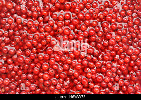 Bacche frutta berry sfondo di ribes rosso sfondo vicino ancora vita cibo aliment salute macro close-up di ammissione macro close Foto Stock