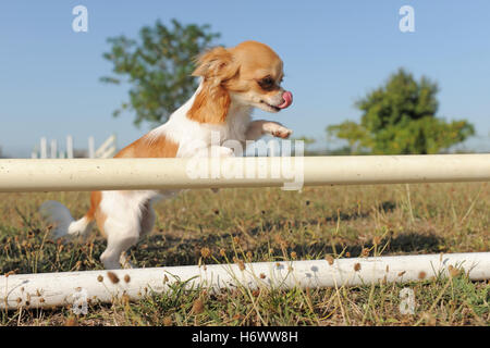 Bella bella beauteously sport sport animale da compagnia bruno marrone brunette campo piccolo piccolo breve una razza canina Foto Stock