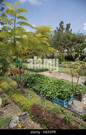 Giardino decorativo piante e arbusti coltivati in vendita Longonot Orticoltura Naivasha Kenya Foto Stock