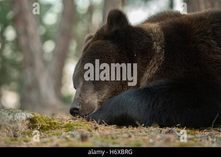 Unione orso bruno / Europaeischer Braunbaer ( Ursus arctos ) appoggiata, dormendo su giorno, close-up, funny headshot. Foto Stock