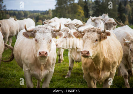 Curioso bionda mucche in un prato Foto Stock