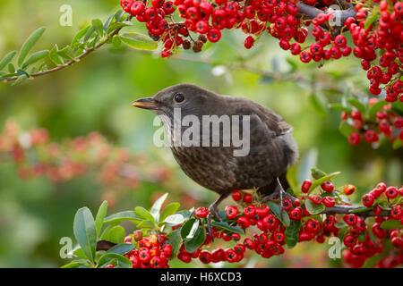 Merlo; Turdus merula Unica femmina con Pyracantha bacche Cornwall, Regno Unito Foto Stock