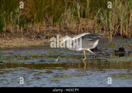 Airone cenerino; Ardea cinerea singolo Wading; allarmata per pesci di grandi dimensioni Cornwall, Regno Unito Foto Stock