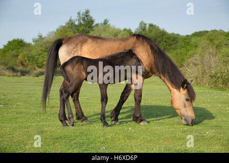 New Forest Pony; Mare pascolo; e il puledro nuova foresta; Regno Unito Foto Stock