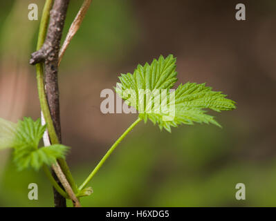 Hop Leaf su uno sfondo sfocato Foto Stock