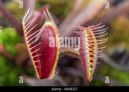 Macro di due insettivori venus fly trap (Dionaea muscipula) uno ermeticamente chiuse ed una aperta Foto Stock