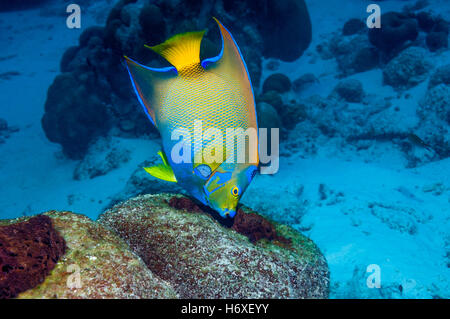 Regina angelfish (Holocanthus ciliaris) alimentazione sulla spugna. Bonaire, Antille olandesi, dei Caraibi e Oceano Atlantico. Foto Stock